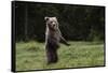 European brown bear (Ursus arctos), Slovenia, Europe-Sergio Pitamitz-Framed Stretched Canvas