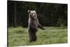 European brown bear (Ursus arctos), Slovenia, Europe-Sergio Pitamitz-Stretched Canvas