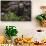 European brown bear (Ursus arctos), Slovenia, Europe-Sergio Pitamitz-Framed Stretched Canvas displayed on a wall