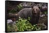 European brown bear (Ursus arctos), Slovenia, Europe-Sergio Pitamitz-Framed Stretched Canvas