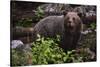 European brown bear (Ursus arctos), Slovenia, Europe-Sergio Pitamitz-Stretched Canvas