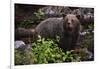 European brown bear (Ursus arctos), Slovenia, Europe-Sergio Pitamitz-Framed Photographic Print