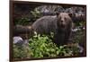 European brown bear (Ursus arctos), Slovenia, Europe-Sergio Pitamitz-Framed Photographic Print