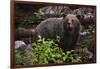 European brown bear (Ursus arctos), Slovenia, Europe-Sergio Pitamitz-Framed Photographic Print