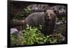 European brown bear (Ursus arctos), Slovenia, Europe-Sergio Pitamitz-Framed Photographic Print