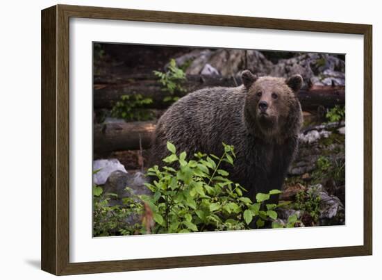 European brown bear (Ursus arctos), Slovenia, Europe-Sergio Pitamitz-Framed Photographic Print