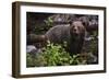 European brown bear (Ursus arctos), Slovenia, Europe-Sergio Pitamitz-Framed Photographic Print