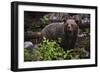 European brown bear (Ursus arctos), Slovenia, Europe-Sergio Pitamitz-Framed Photographic Print