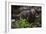 European brown bear (Ursus arctos), Slovenia, Europe-Sergio Pitamitz-Framed Photographic Print