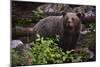 European brown bear (Ursus arctos), Slovenia, Europe-Sergio Pitamitz-Mounted Photographic Print