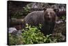 European brown bear (Ursus arctos), Slovenia, Europe-Sergio Pitamitz-Stretched Canvas