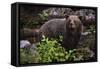 European brown bear (Ursus arctos), Slovenia, Europe-Sergio Pitamitz-Framed Stretched Canvas