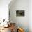 European brown bear (Ursus arctos), Slovenia, Europe-Sergio Pitamitz-Stretched Canvas displayed on a wall