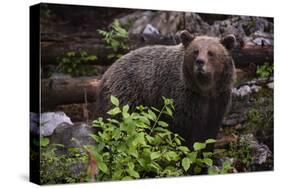 European brown bear (Ursus arctos), Slovenia, Europe-Sergio Pitamitz-Stretched Canvas