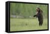 European Brown Bear (Ursus Arctos) Standing on Hind Legs, Kuhmo, Finland, July-Widstrand-Framed Stretched Canvas