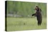 European Brown Bear (Ursus Arctos) Standing on Hind Legs, Kuhmo, Finland, July-Widstrand-Stretched Canvas