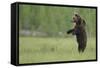 European Brown Bear (Ursus Arctos) Standing on Hind Legs, Kuhmo, Finland, July-Widstrand-Framed Stretched Canvas