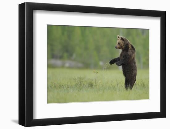 European Brown Bear (Ursus Arctos) Standing on Hind Legs, Kuhmo, Finland, July-Widstrand-Framed Photographic Print