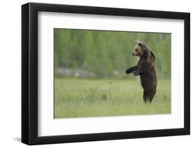 European Brown Bear (Ursus Arctos) Standing on Hind Legs, Kuhmo, Finland, July-Widstrand-Framed Photographic Print