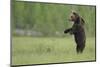 European Brown Bear (Ursus Arctos) Standing on Hind Legs, Kuhmo, Finland, July-Widstrand-Mounted Photographic Print