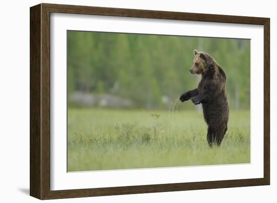 European Brown Bear (Ursus Arctos) Standing on Hind Legs, Kuhmo, Finland, July-Widstrand-Framed Photographic Print