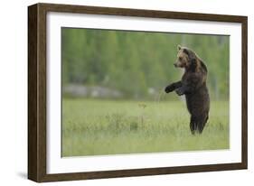 European Brown Bear (Ursus Arctos) Standing on Hind Legs, Kuhmo, Finland, July-Widstrand-Framed Photographic Print