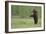 European Brown Bear (Ursus Arctos) Standing on Hind Legs, Kuhmo, Finland, July-Widstrand-Framed Photographic Print