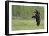 European Brown Bear (Ursus Arctos) Standing on Hind Legs, Kuhmo, Finland, July-Widstrand-Framed Photographic Print