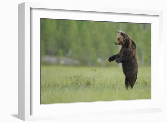 European Brown Bear (Ursus Arctos) Standing on Hind Legs, Kuhmo, Finland, July-Widstrand-Framed Photographic Print