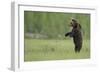 European Brown Bear (Ursus Arctos) Standing on Hind Legs, Kuhmo, Finland, July-Widstrand-Framed Photographic Print