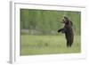 European Brown Bear (Ursus Arctos) Standing on Hind Legs, Kuhmo, Finland, July-Widstrand-Framed Photographic Print