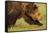 European Brown Bear (Ursus Arctos) Walking, Kuhmo, Finland, July 2009-Widstrand-Framed Stretched Canvas