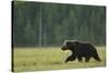 European Brown Bear (Ursus Arctos) Walking, Kuhmo, Finland, July 2009-Widstrand-Stretched Canvas