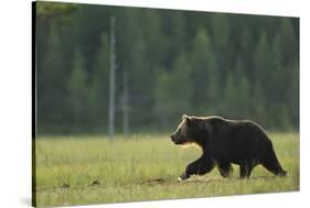 European Brown Bear (Ursus Arctos) Walking, Kuhmo, Finland, July 2009-Widstrand-Stretched Canvas