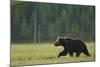 European Brown Bear (Ursus Arctos) Walking, Kuhmo, Finland, July 2009-Widstrand-Mounted Photographic Print