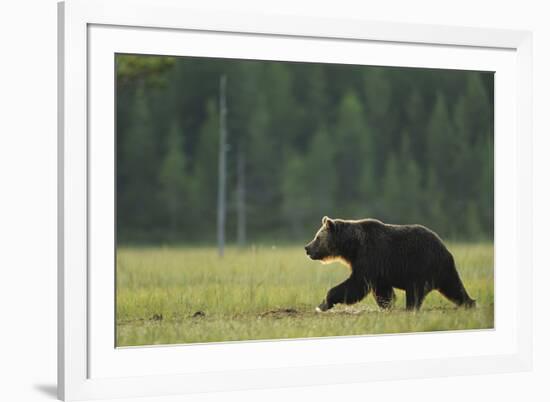 European Brown Bear (Ursus Arctos) Walking, Kuhmo, Finland, July 2009-Widstrand-Framed Photographic Print