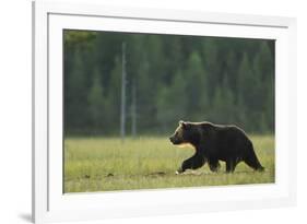 European Brown Bear (Ursus Arctos) Walking, Kuhmo, Finland, July 2009-Widstrand-Framed Photographic Print