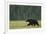 European Brown Bear (Ursus Arctos) Walking, Kuhmo, Finland, July 2009-Widstrand-Framed Photographic Print