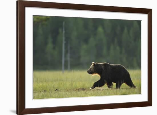 European Brown Bear (Ursus Arctos) Walking, Kuhmo, Finland, July 2009-Widstrand-Framed Photographic Print