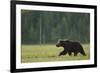 European Brown Bear (Ursus Arctos) Walking, Kuhmo, Finland, July 2009-Widstrand-Framed Photographic Print