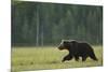 European Brown Bear (Ursus Arctos) Walking, Kuhmo, Finland, July 2009-Widstrand-Mounted Photographic Print
