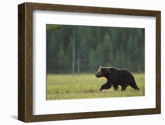 European Brown Bear (Ursus Arctos) Walking, Kuhmo, Finland, July 2009-Widstrand-Framed Photographic Print