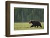 European Brown Bear (Ursus Arctos) Walking, Kuhmo, Finland, July 2009-Widstrand-Framed Photographic Print