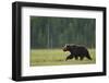 European Brown Bear (Ursus Arctos) Walking, Kuhmo, Finland, July 2009-Widstrand-Framed Photographic Print