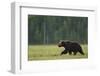 European Brown Bear (Ursus Arctos) Walking, Kuhmo, Finland, July 2009-Widstrand-Framed Photographic Print