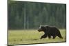 European Brown Bear (Ursus Arctos) Walking, Kuhmo, Finland, July 2009-Widstrand-Mounted Photographic Print