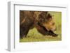 European Brown Bear (Ursus Arctos) Walking, Kuhmo, Finland, July 2009-Widstrand-Framed Photographic Print