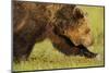 European Brown Bear (Ursus Arctos) Walking, Kuhmo, Finland, July 2009-Widstrand-Mounted Photographic Print