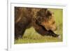 European Brown Bear (Ursus Arctos) Walking, Kuhmo, Finland, July 2009-Widstrand-Framed Photographic Print