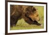 European Brown Bear (Ursus Arctos) Walking, Kuhmo, Finland, July 2009-Widstrand-Framed Photographic Print